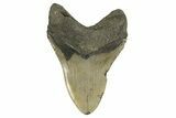 Serrated, Fossil Megalodon Tooth - North Carolina #294538-2